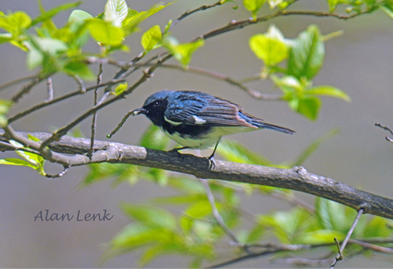 Black-throated Blue Warbler by Alan Lenk